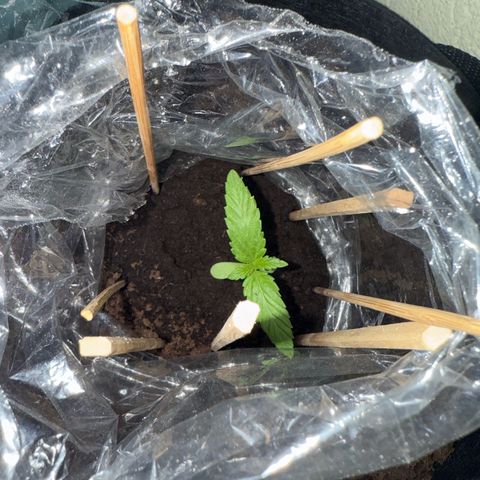Purple haze  growlog timeline photo
