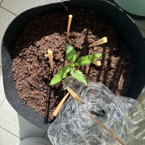 Purple haze  growlog timeline photo