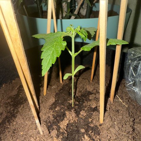 Purple haze  growlog timeline photo