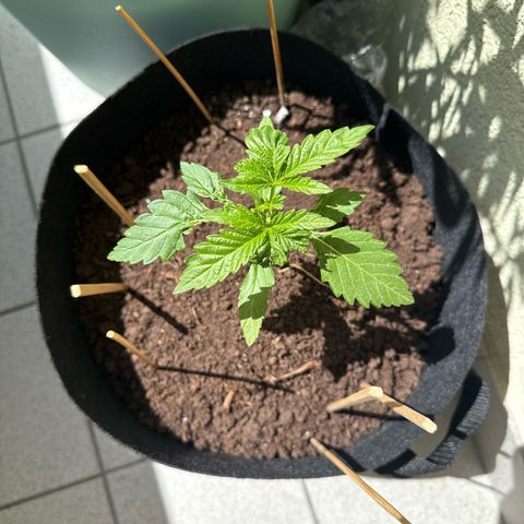 Purple haze  growlog timeline photo