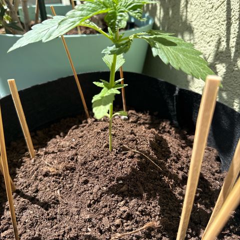Purple haze  growlog timeline photo