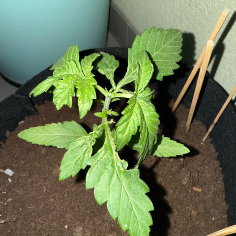 Purple haze  growlog timeline photo