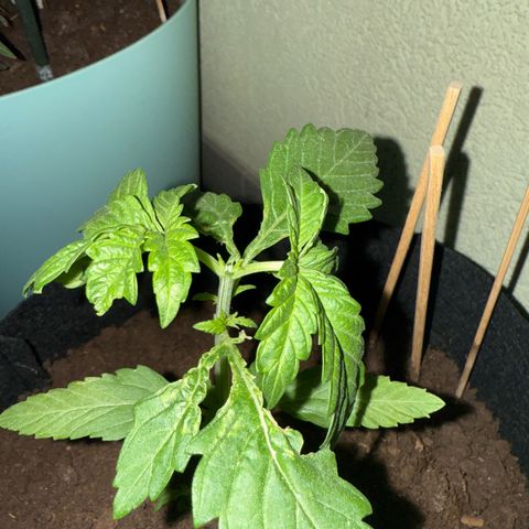 Purple haze  growlog timeline photo