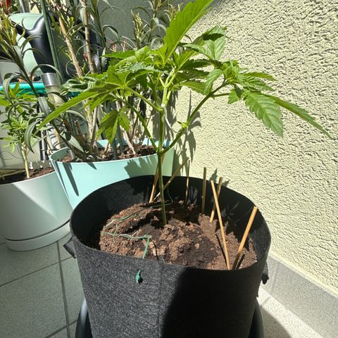 Purple haze  growlog timeline photo