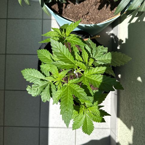 Purple haze  growlog timeline photo