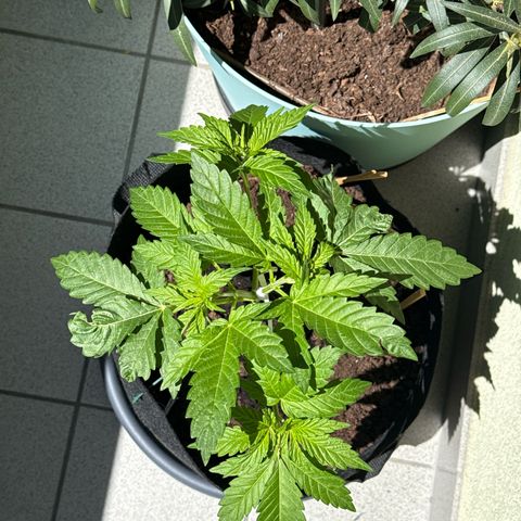Purple haze  growlog timeline photo