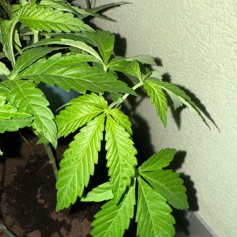 Purple haze  growlog timeline photo