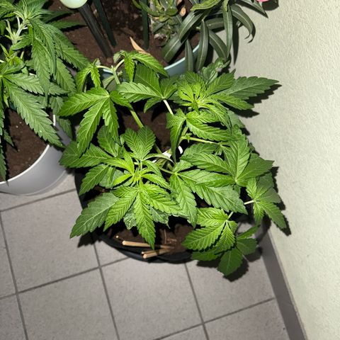 Purple haze  growlog timeline photo