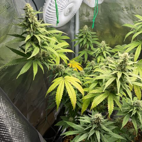 Purple haze  growlog timeline photo