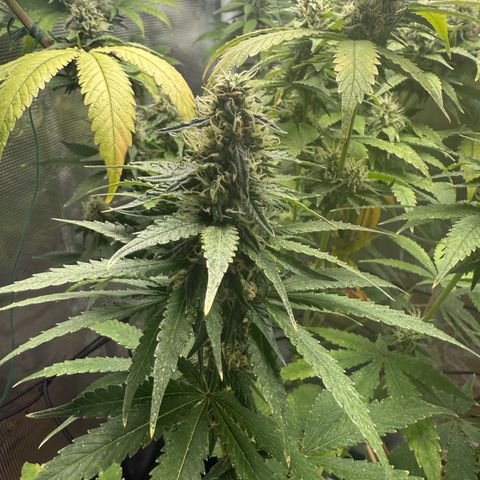 Purple haze  growlog timeline photo