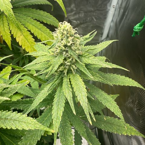 Purple haze  growlog timeline photo