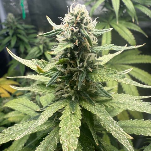 Purple haze  growlog timeline photo
