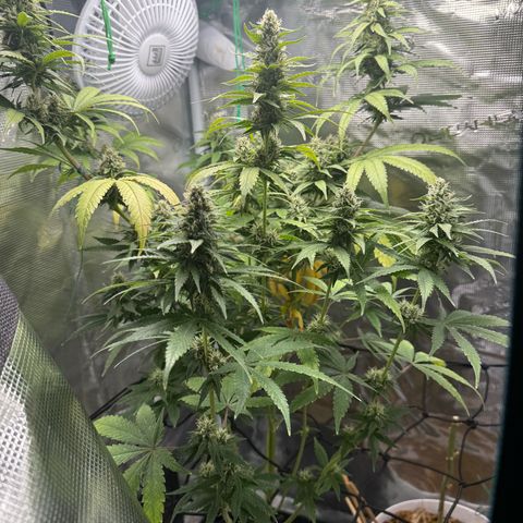 Purple haze  growlog timeline photo