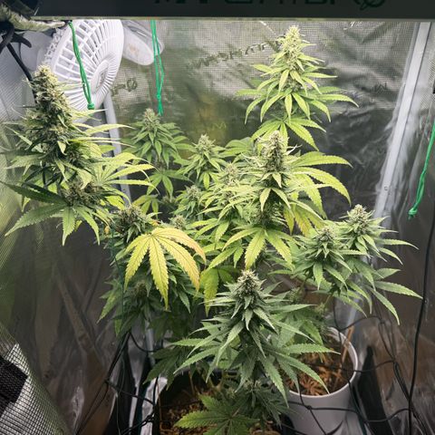 Purple haze  growlog timeline photo