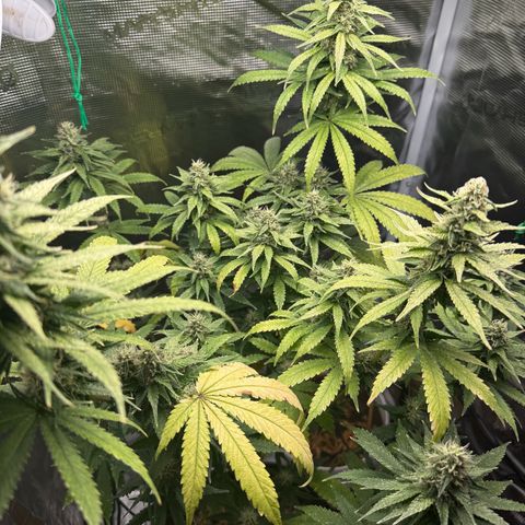 Purple haze  growlog timeline photo