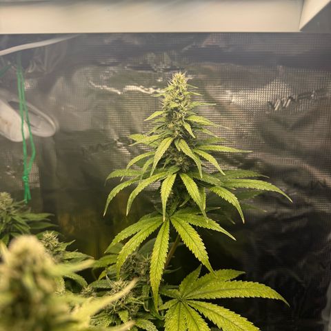 Purple haze  growlog timeline photo