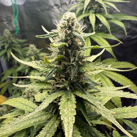 Purple haze  growlog timeline photo