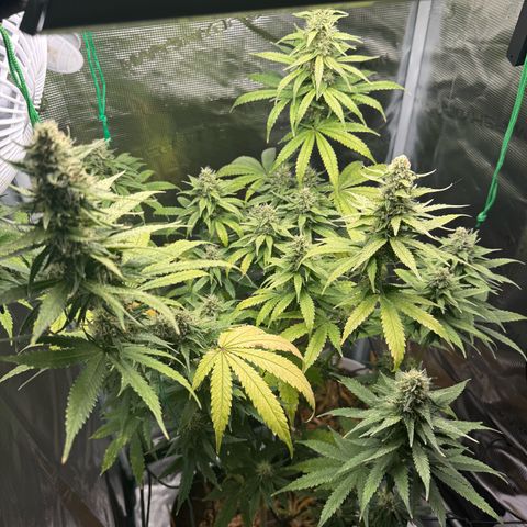 Purple haze  growlog timeline photo