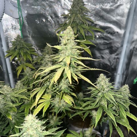 Purple haze  growlog timeline photo