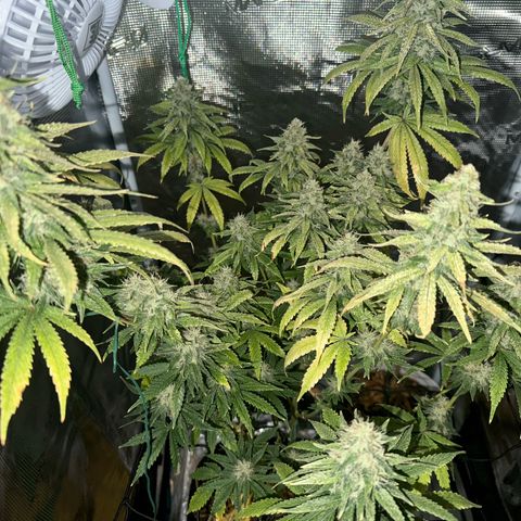 Purple haze  growlog timeline photo