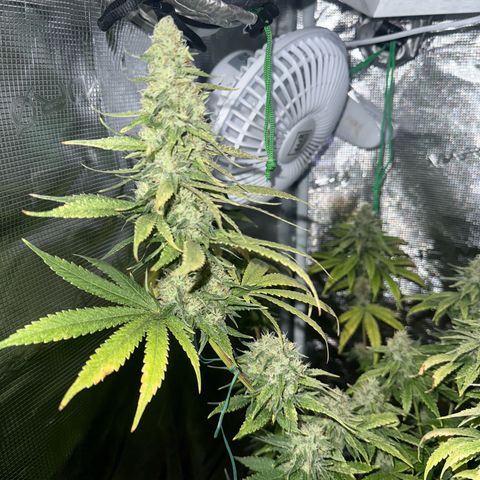 Purple haze  growlog timeline photo