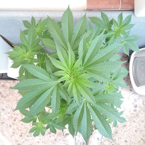 Ayahuasca Purple growlog timeline photo