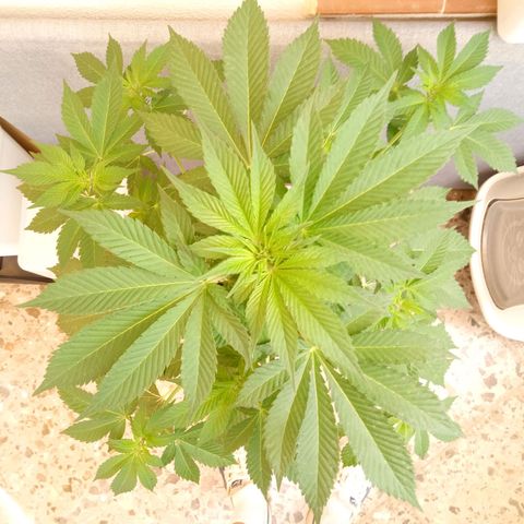 Ayahuasca Purple growlog timeline photo