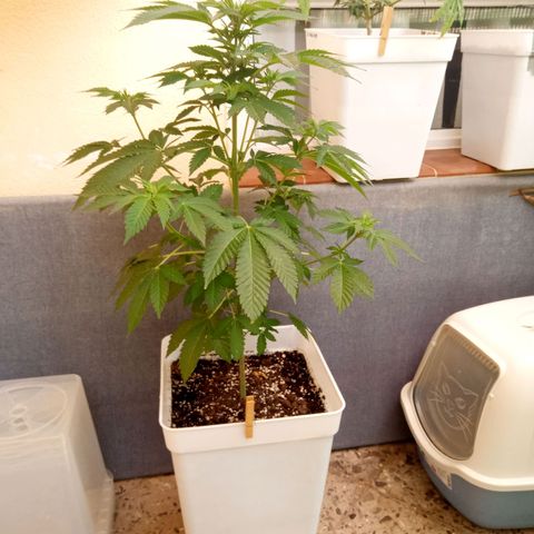 Ayahuasca Purple growlog timeline photo