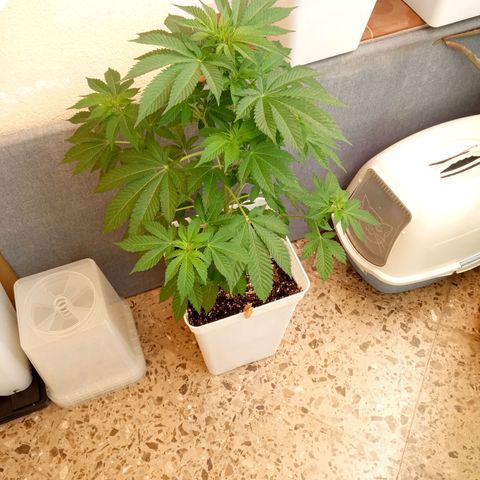 Ayahuasca Purple growlog timeline photo