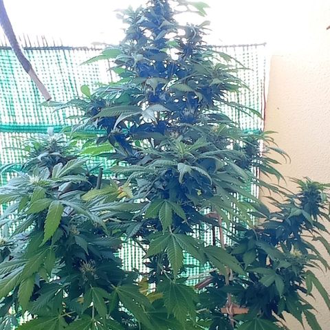 Ayahuasca Purple growlog timeline photo