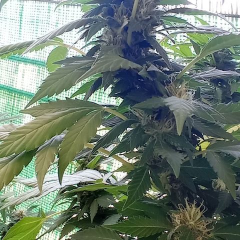 Ayahuasca Purple growlog timeline photo