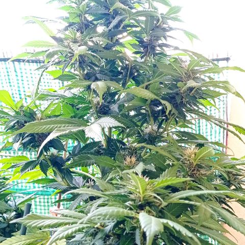 Ayahuasca Purple growlog timeline photo