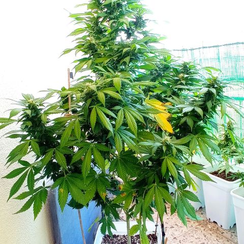 Ayahuasca Purple growlog timeline photo