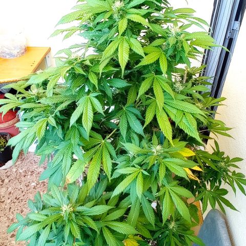 Ayahuasca Purple growlog timeline photo