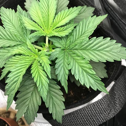 OG Kush Auto growlog photo: Top at 5th node