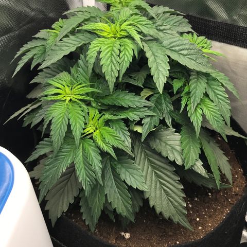 OG Kush Auto growlog timeline photo