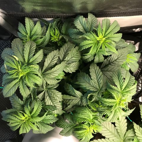 OG Kush Auto growlog timeline photo