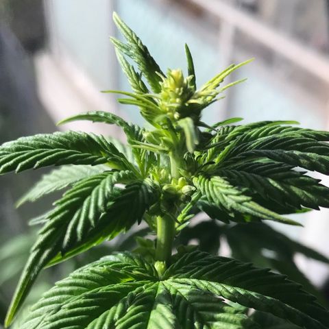 OG Kush Auto growlog timeline photo
