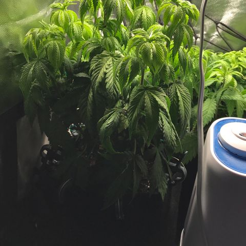 OG Kush Auto growlog timeline photo