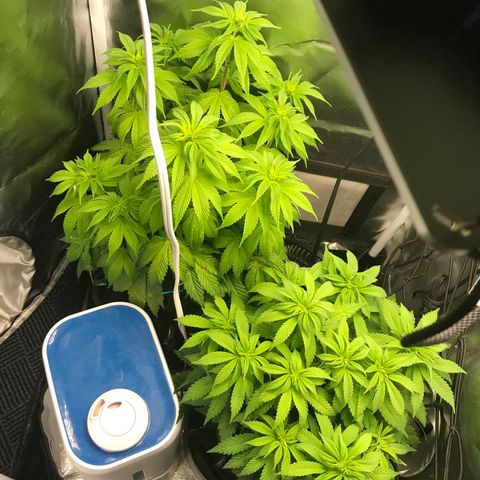 OG Kush Auto growlog timeline photo
