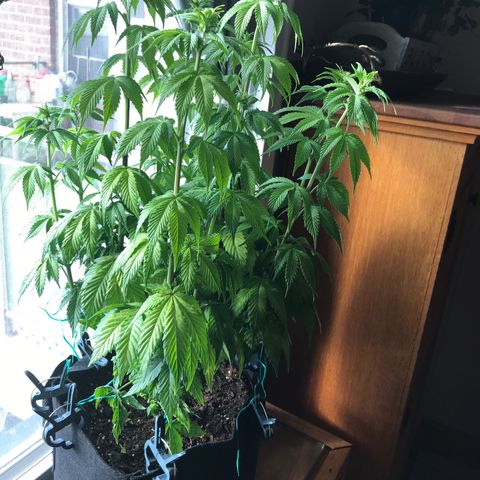 OG Kush Auto growlog timeline photo