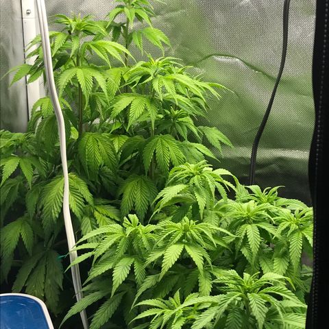 OG Kush Auto growlog timeline photo