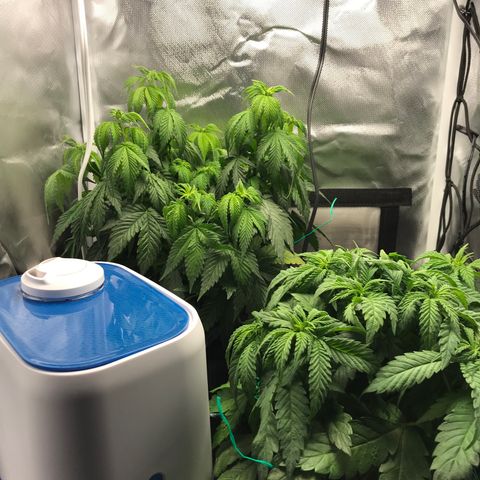 OG Kush Auto growlog timeline photo