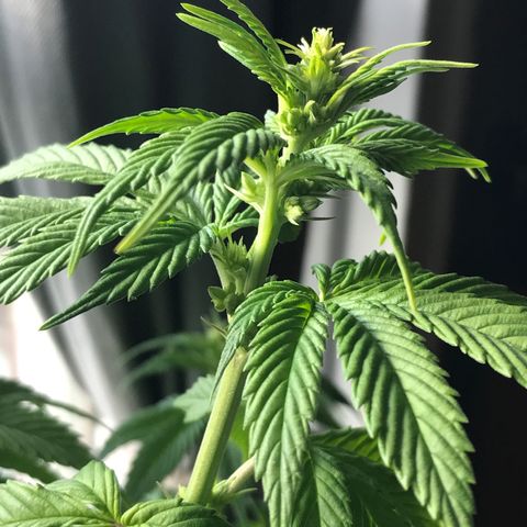 OG Kush Auto growlog timeline photo