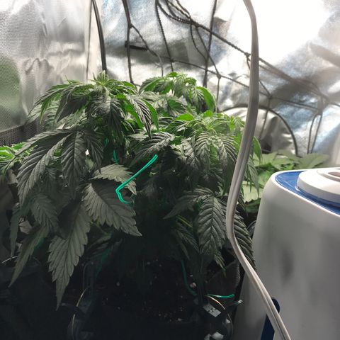 OG Kush Auto growlog timeline photo