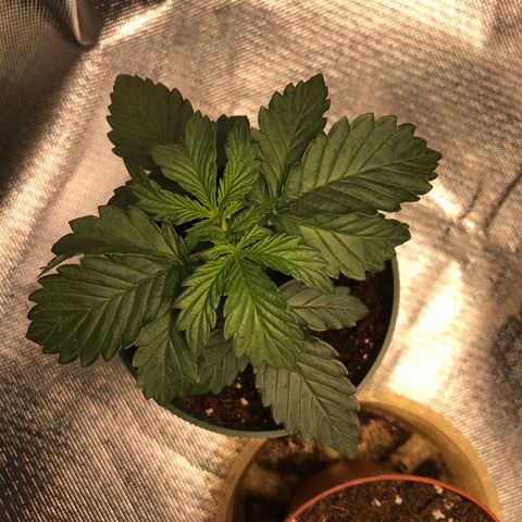 OG Kush Auto growlog photo: Week 3
