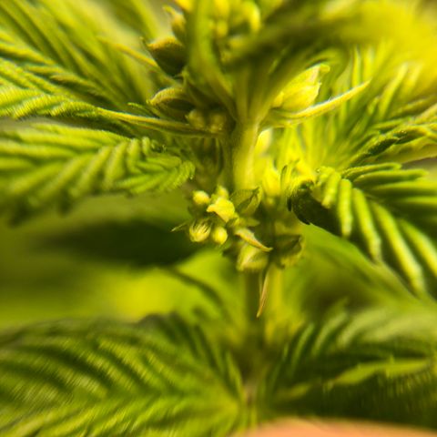OG Kush Auto growlog timeline photo