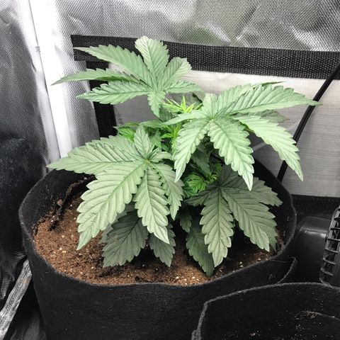 OG Kush Auto growlog photo: 3gal pot