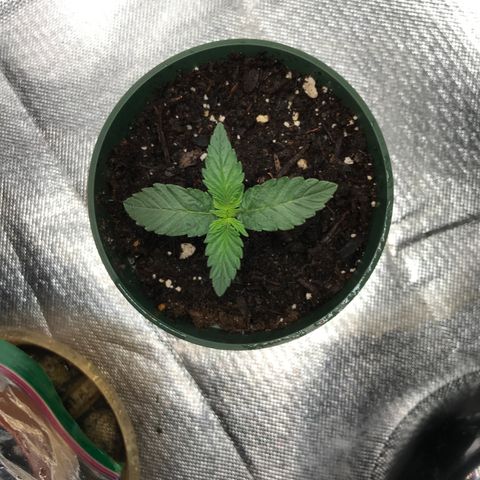 OG Kush Auto growlog photo: Day 10