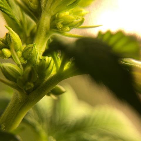 OG Kush Auto growlog timeline photo